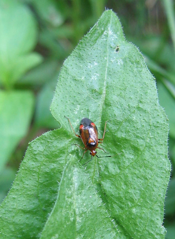 Deraeocoris ruber