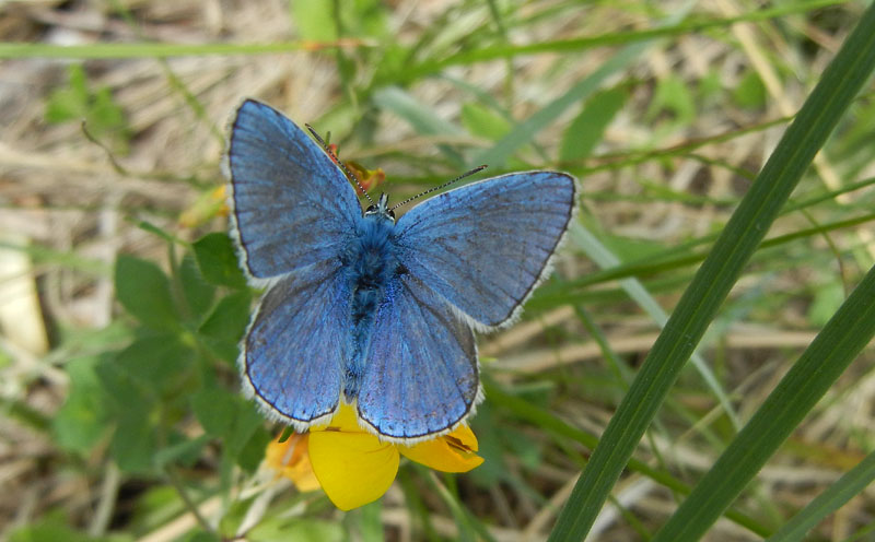 Polyommatus bellargus (m.) - Lycaenidae..... dal Trentino