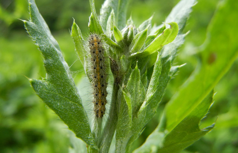 Phragmatobia fuliginosa - Erebidae Arctiinae...dal Trentino