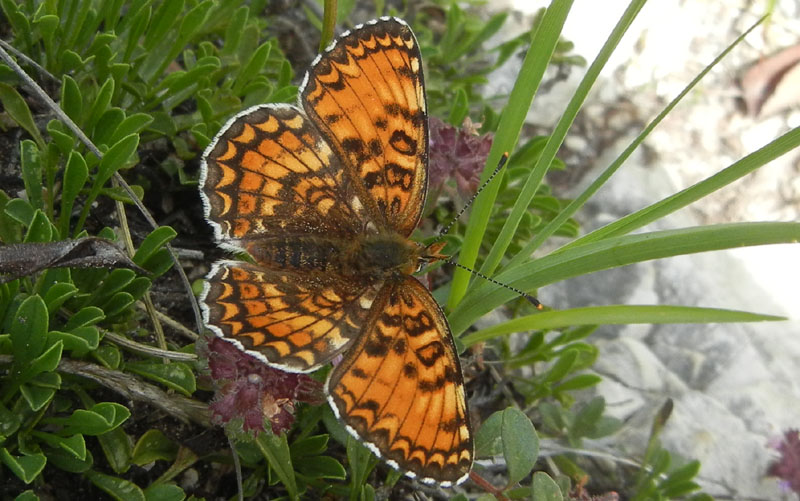 Melitaea phoebe (f.) - Nymphalidae....dal Trentino