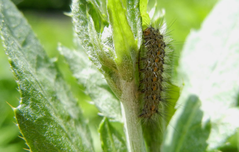 Phragmatobia fuliginosa - Erebidae Arctiinae...dal Trentino