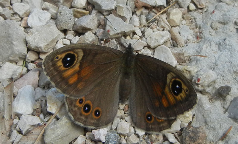 Lasiommata maera-Nymphalidae Satyrinae....dal Trentino