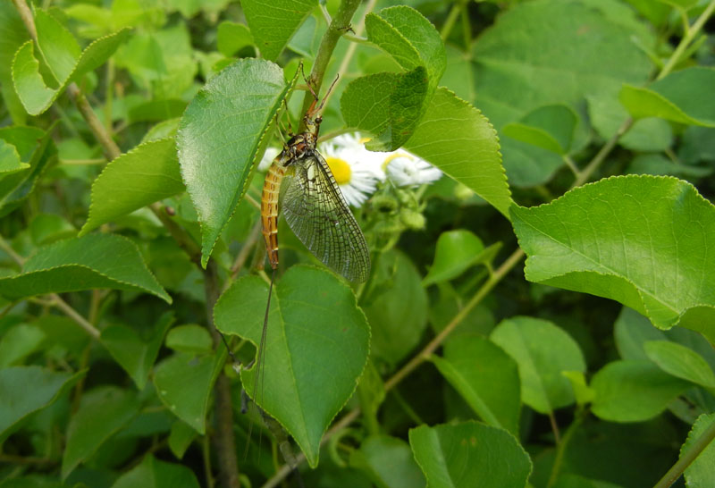 Ephemera danica - Ephemeridae......da Vezzano (TN)