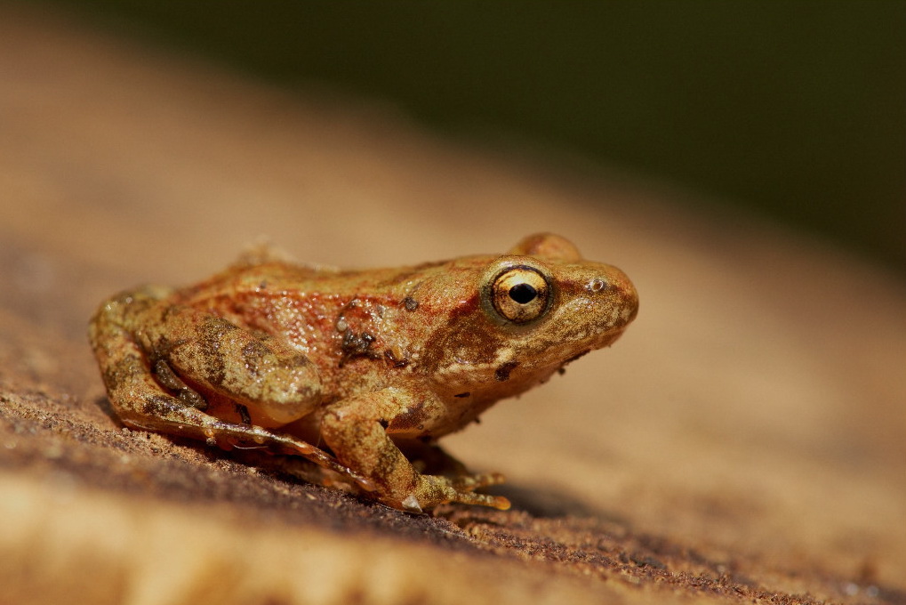 Rana di Lataste? Rana italica