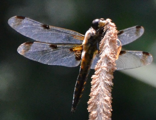 Libellula quadrimaculata