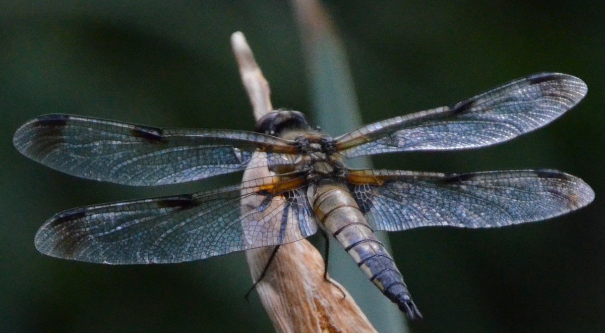 Libellula quadrimaculata