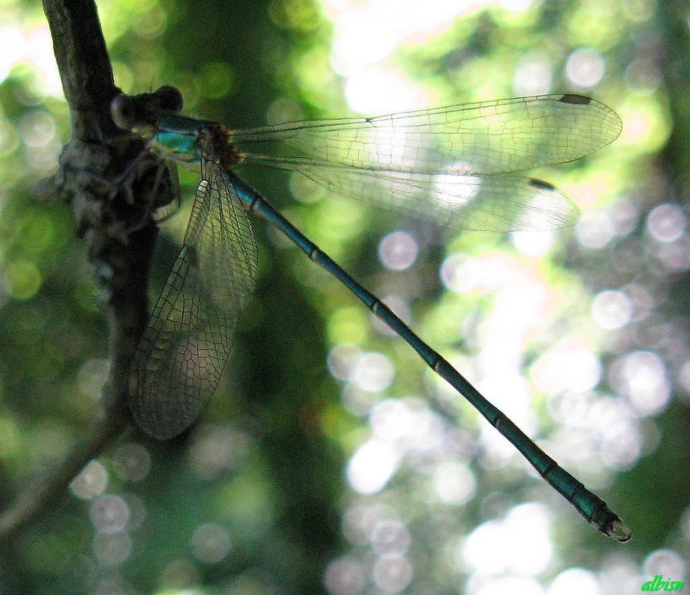 Caloggio 2: Chalcoleses viridis (?)