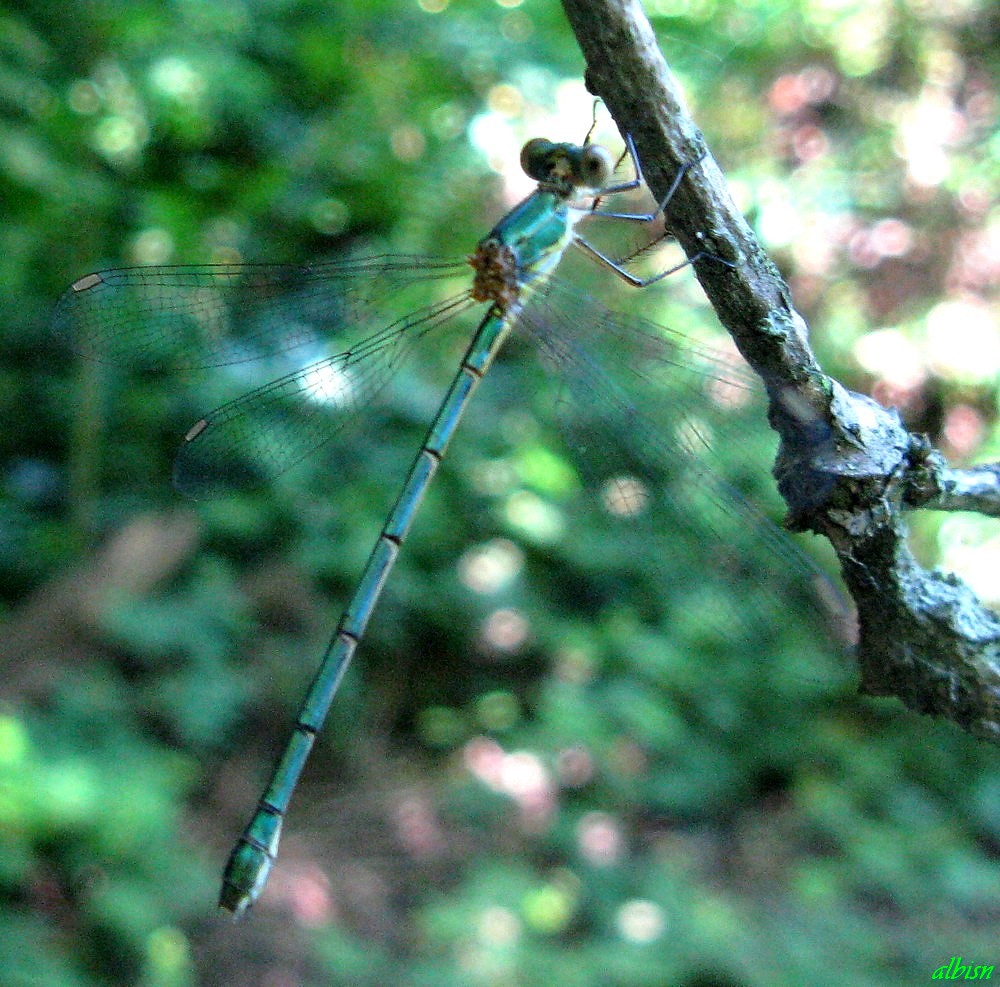 Caloggio 2: Chalcoleses viridis (?)