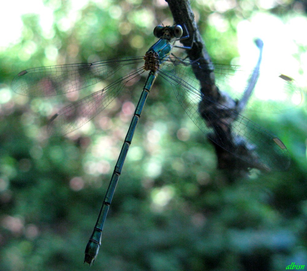 Caloggio 2: Chalcoleses viridis (?)