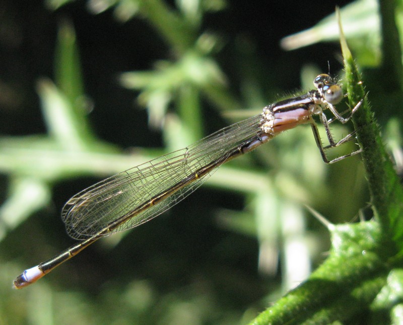 Ischnura elegans rosa? - S