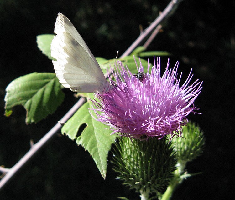 aiole per farfalle