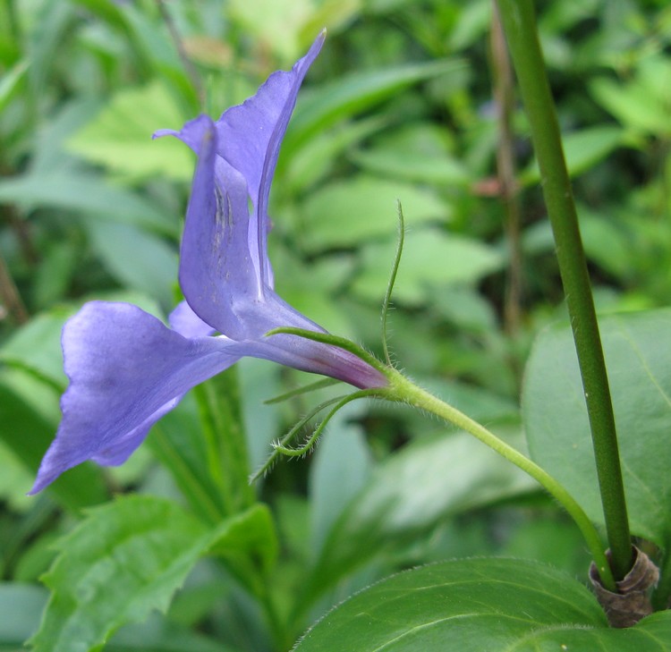 Vinca major / Pervinca maggiore