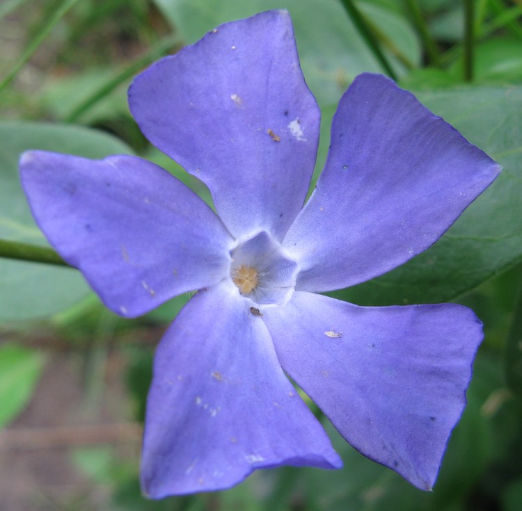 Vinca major / Pervinca maggiore