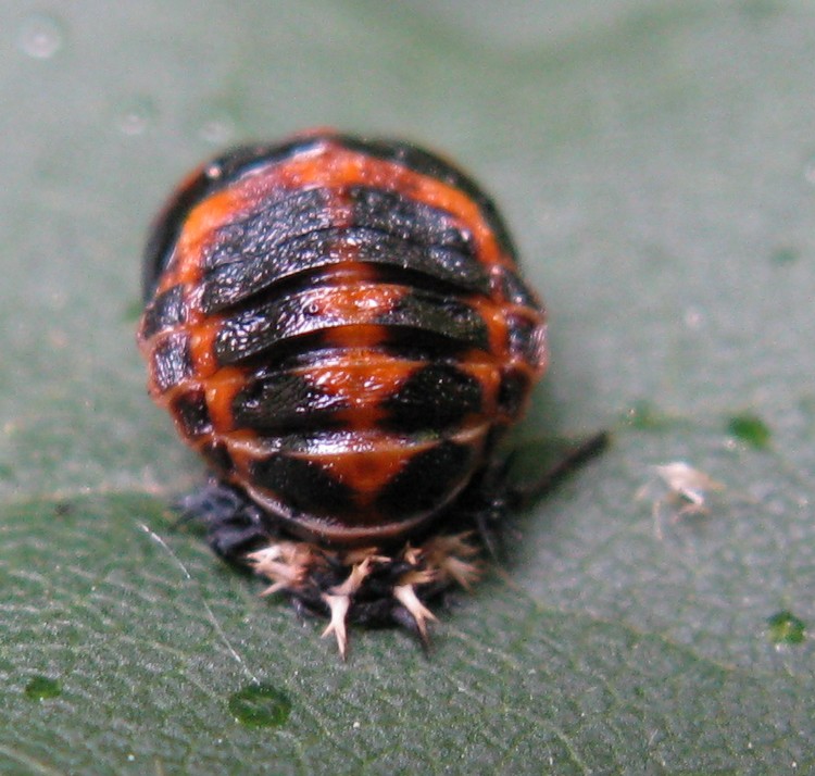 Ninfa di coccinella? Si. Harmonia axyridis