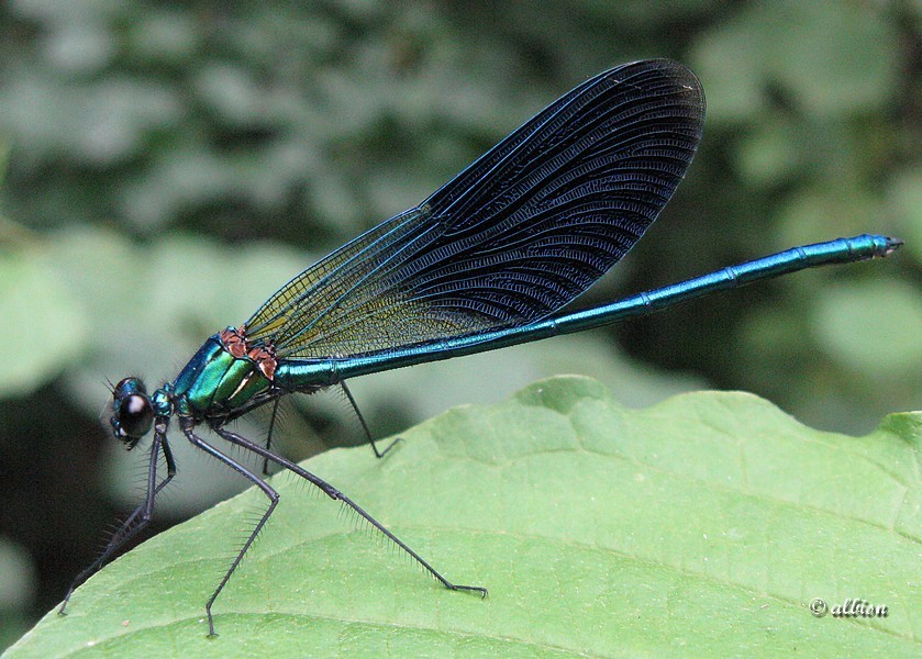 Calopteryx splendens  - Caloggio settembrino - 3