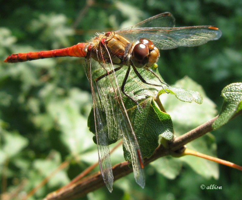 Sympetrum striolatum? Caloggio settembrino - 1