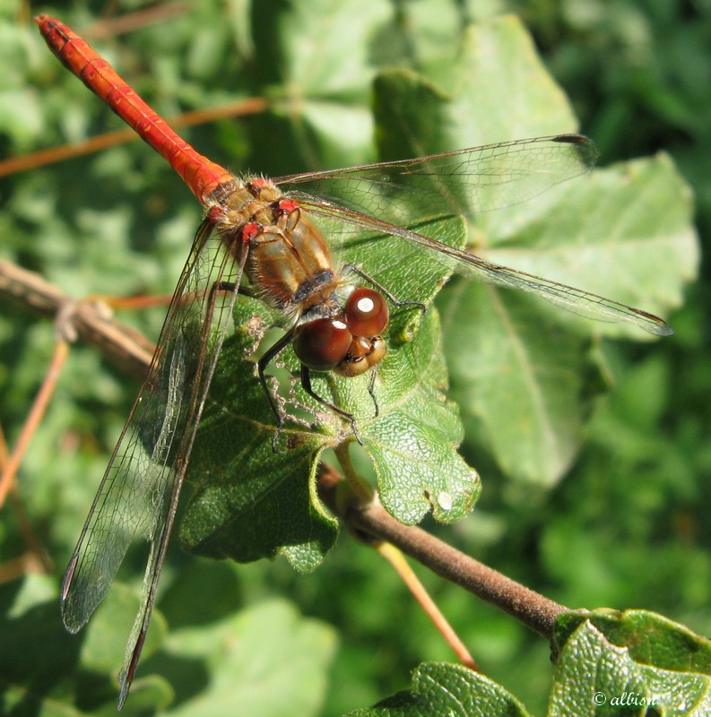 Sympetrum striolatum? Caloggio settembrino - 1