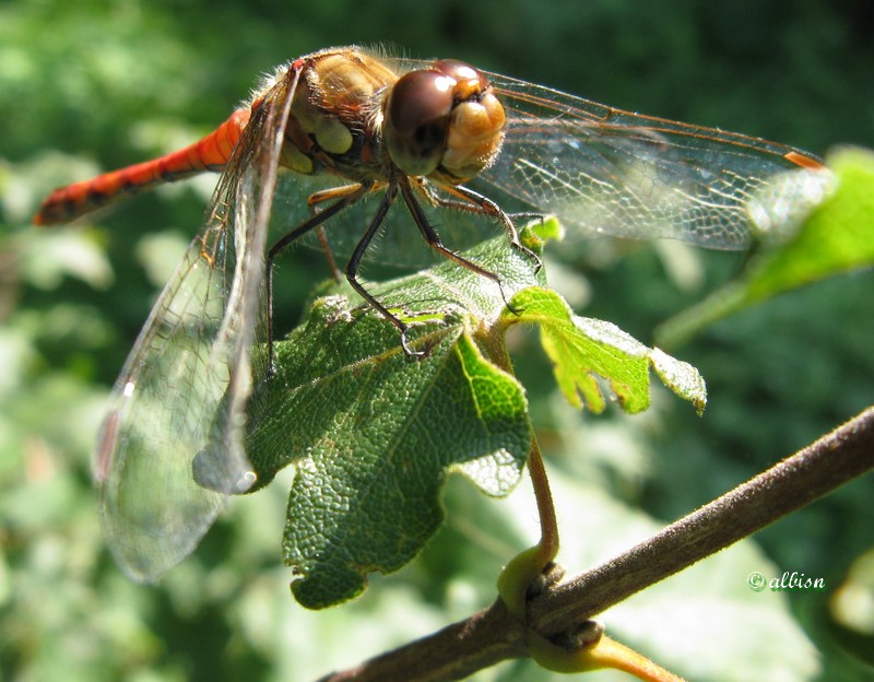 Sympetrum striolatum? Caloggio settembrino - 1