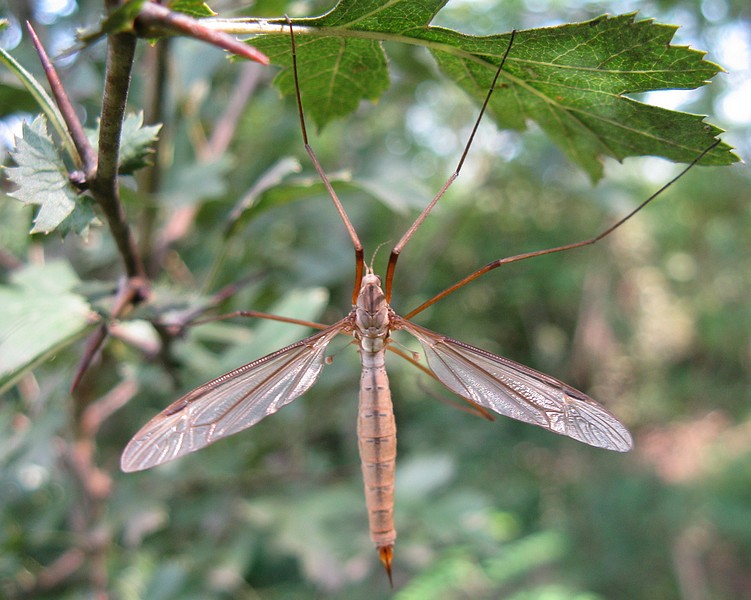 Tipula, zanzarone?