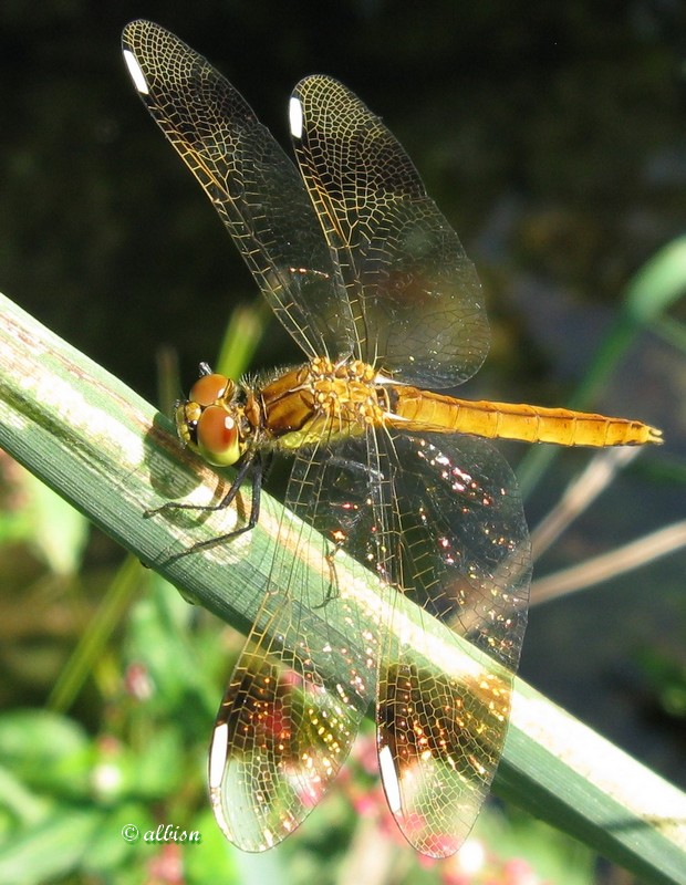 Sympetrum striolatum f. - Caloggio settembrino - 2