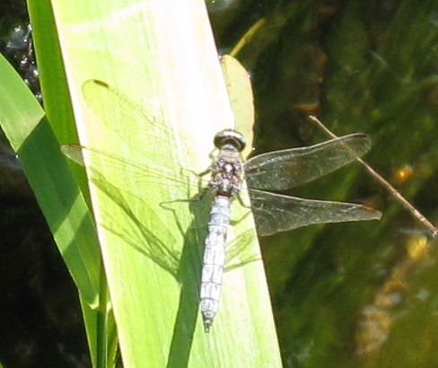 Orthetrum coerulescens? Caloggio settembrino - 4 - S