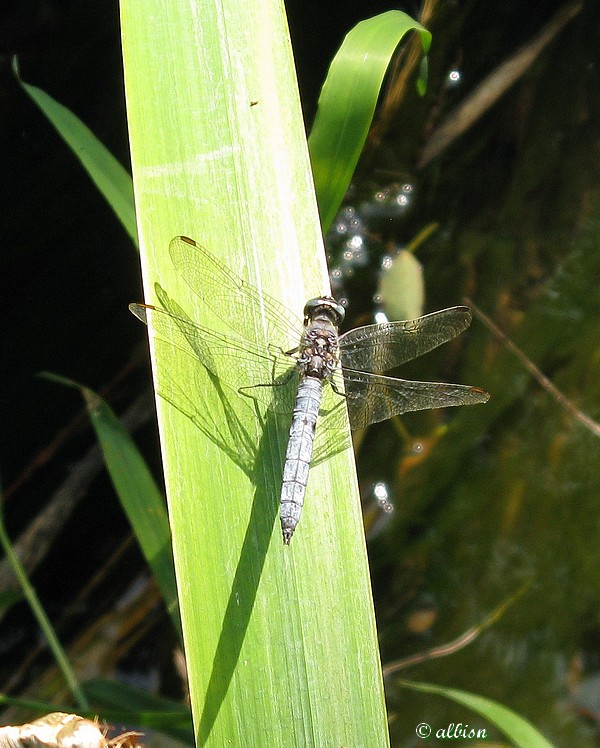 Orthetrum coerulescens? Caloggio settembrino - 4 - S