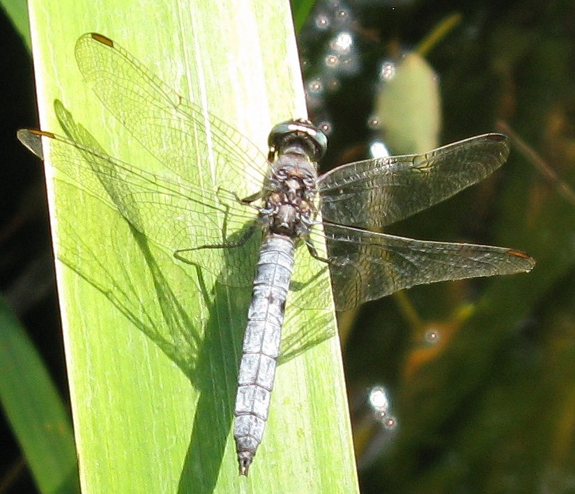 Orthetrum coerulescens? Caloggio settembrino - 4 - S