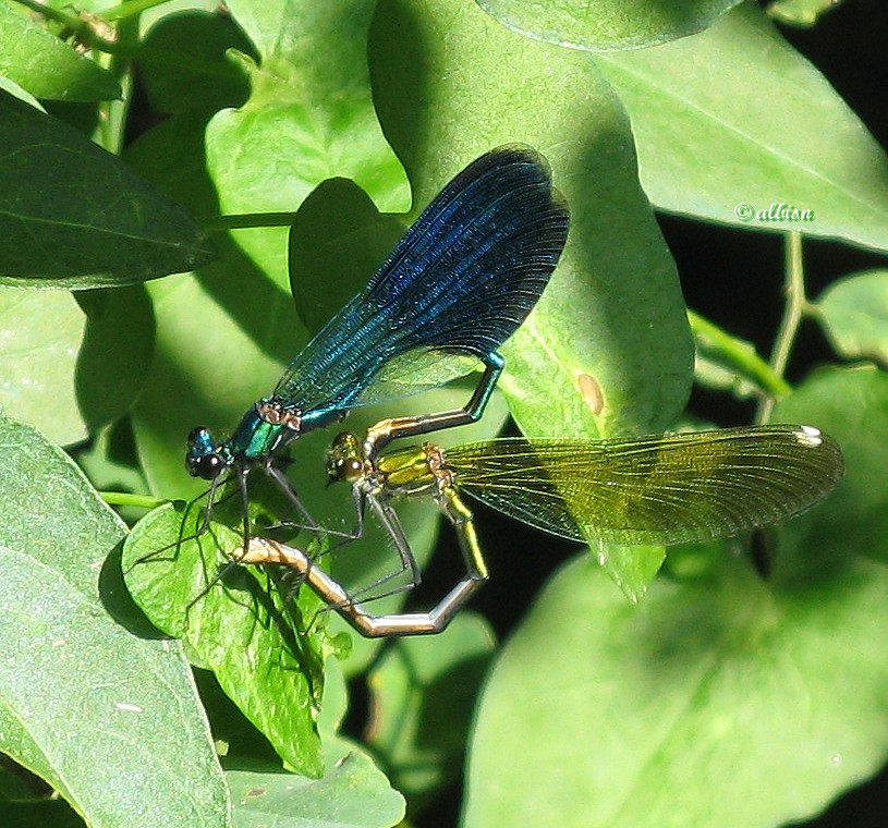 Calopteryx splendens  - Caloggio settembrino - 3