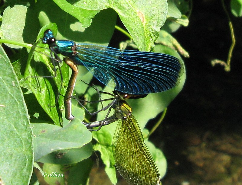 Calopteryx splendens  - Caloggio settembrino - 3