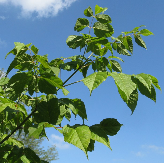 Acer negundo