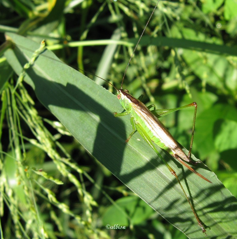 Orthottero ensifero(?) sp. (??) - Caloggio