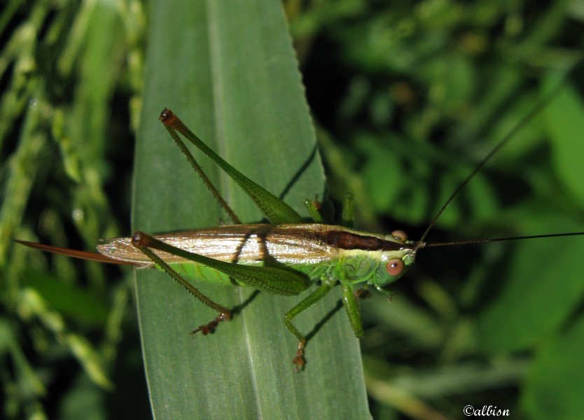 Orthottero ensifero(?) sp. (??) - Caloggio