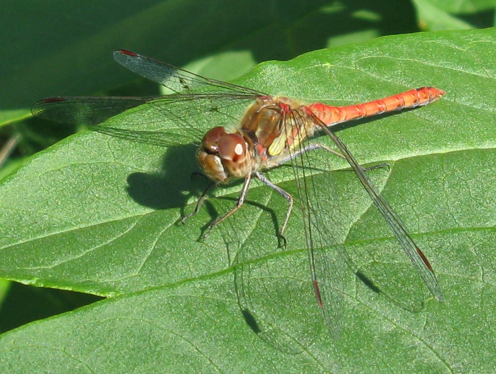 S.meridionale? - Caloggio settembrino 6 - S. striolatum