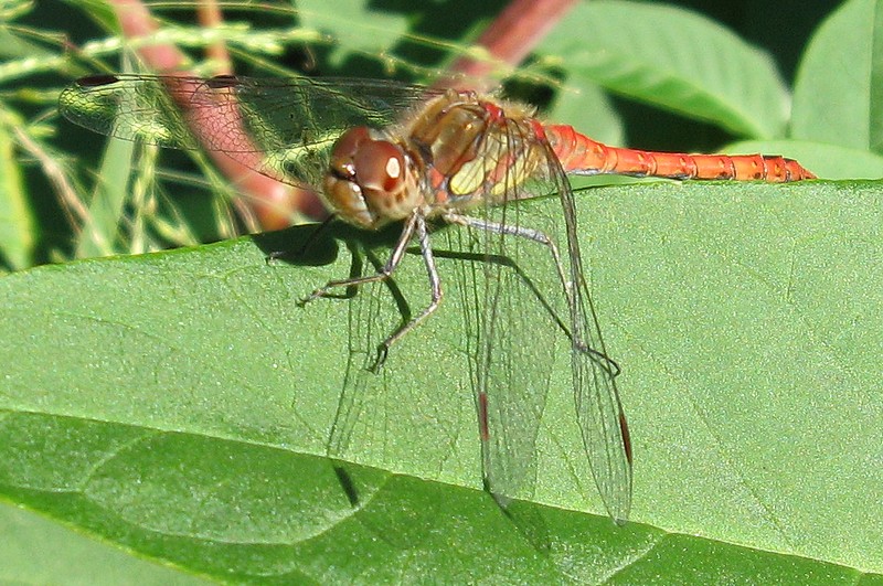 S.meridionale? - Caloggio settembrino 6 - S. striolatum