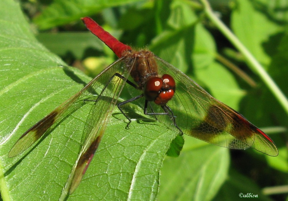 Sympetrum pedemontanum - Caloggio settembrino 7