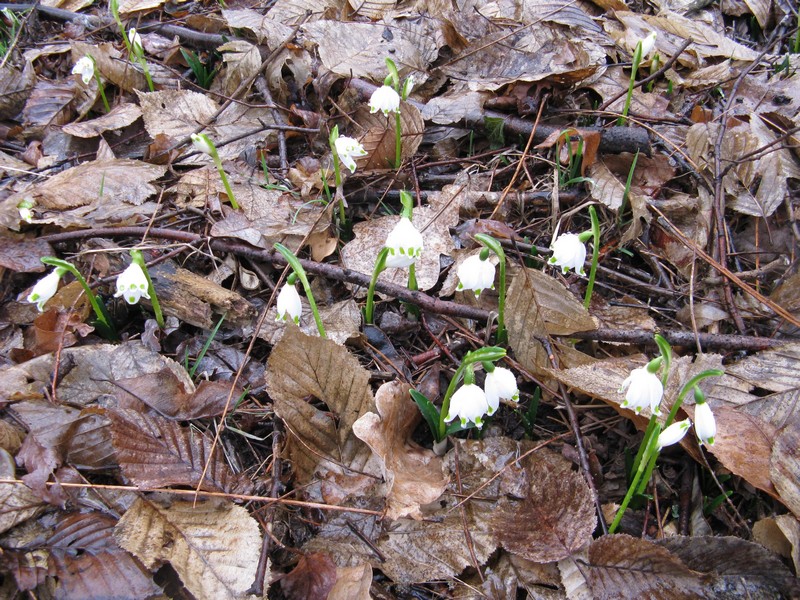 Campanellino invernale - Leucojum vernum