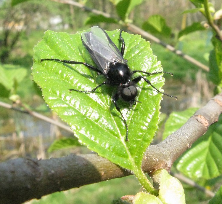 Bibio marci ♂ (Bibionidae)