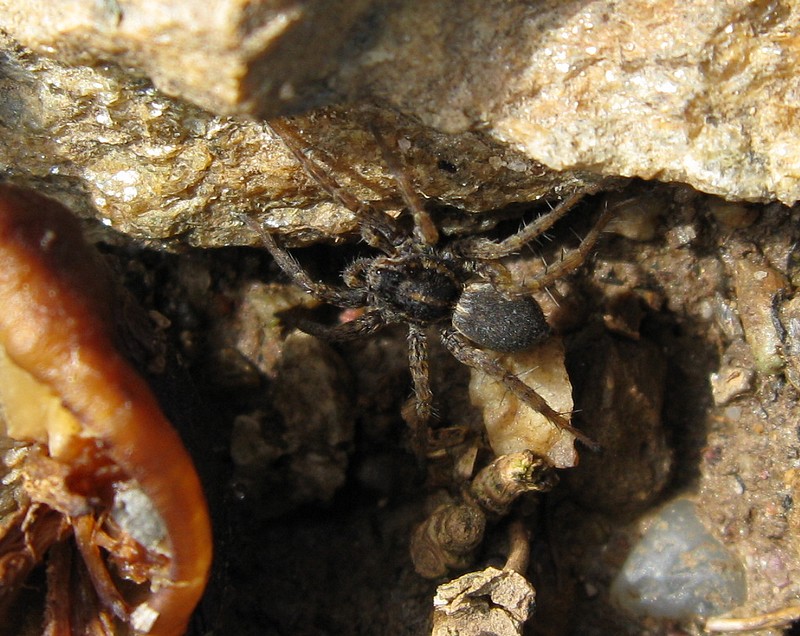 Pardosa sp.