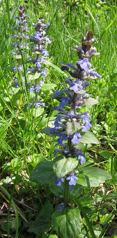 Ajuga reptans