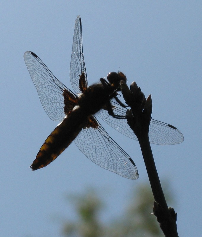 Libellula depressa femmina?