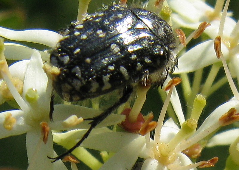 Tropinorta hirta? No. Oxythirea funesta