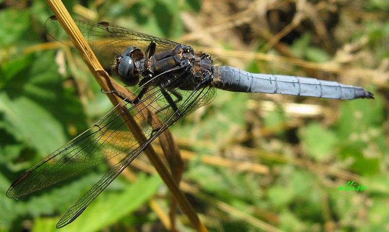 Orthetrum? - O. coerulescens (maschio)