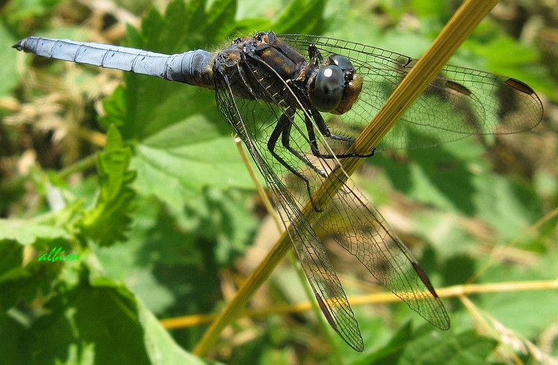 Orthetrum? - O. coerulescens (maschio)