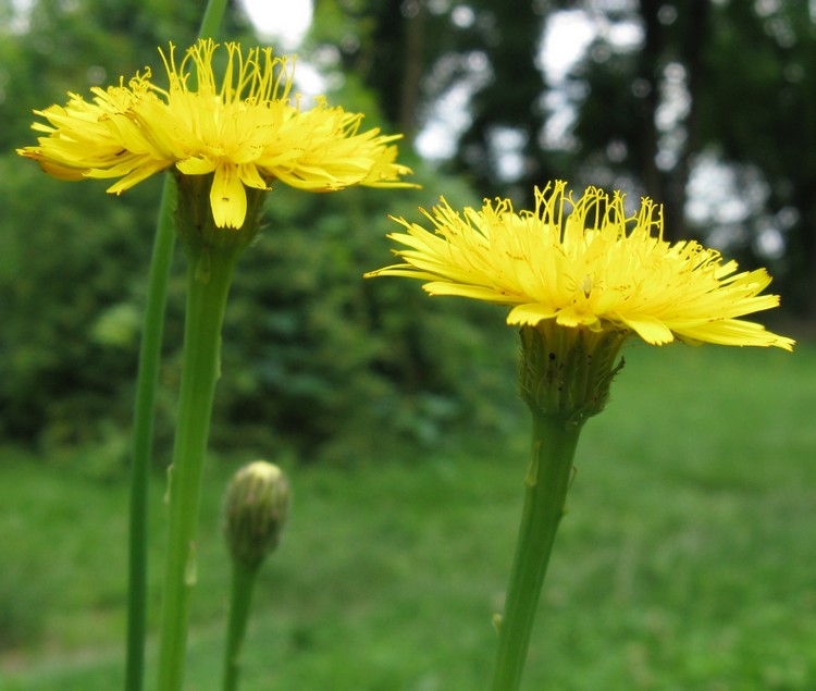 Hypochaeris radicata / Costolina giuncolina