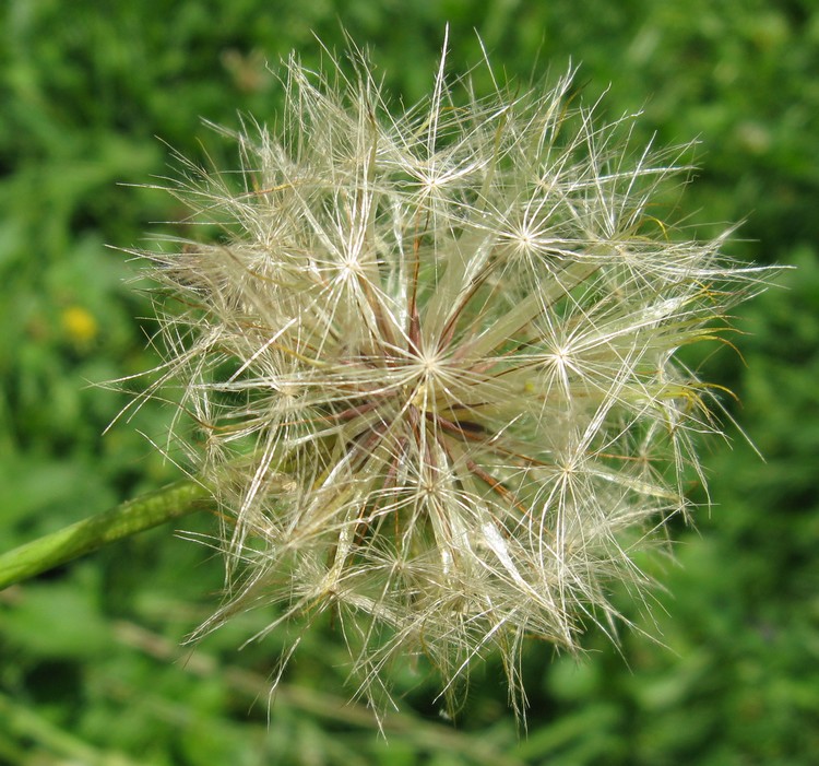 Hypochaeris radicata / Costolina giuncolina