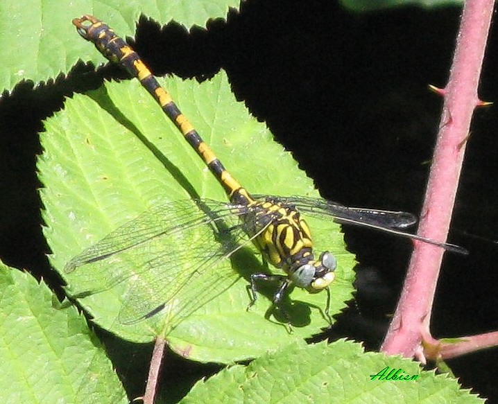 Onychogomphus forcipatus ?