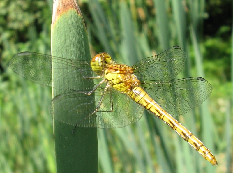 Orthetrum sp. femmina?