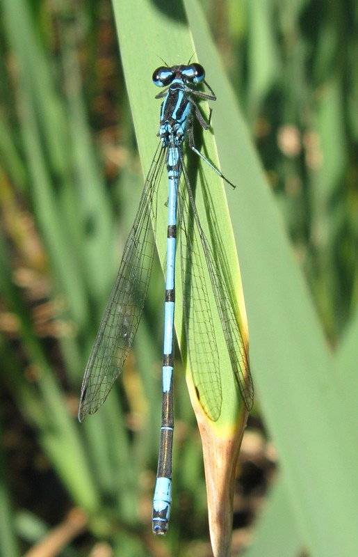 Coenagrion puella?