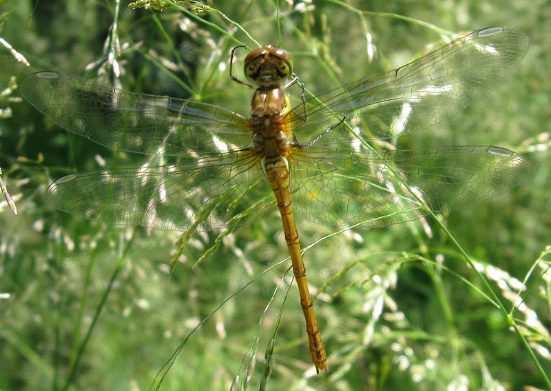 Sympetrum? Non so proprio