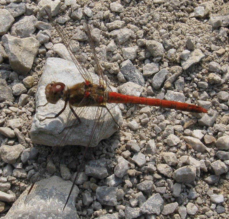 Sympetrum striolatum ?